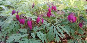 Dicentra formosa 'Bacchanal' Kaunis murtudsüdameke